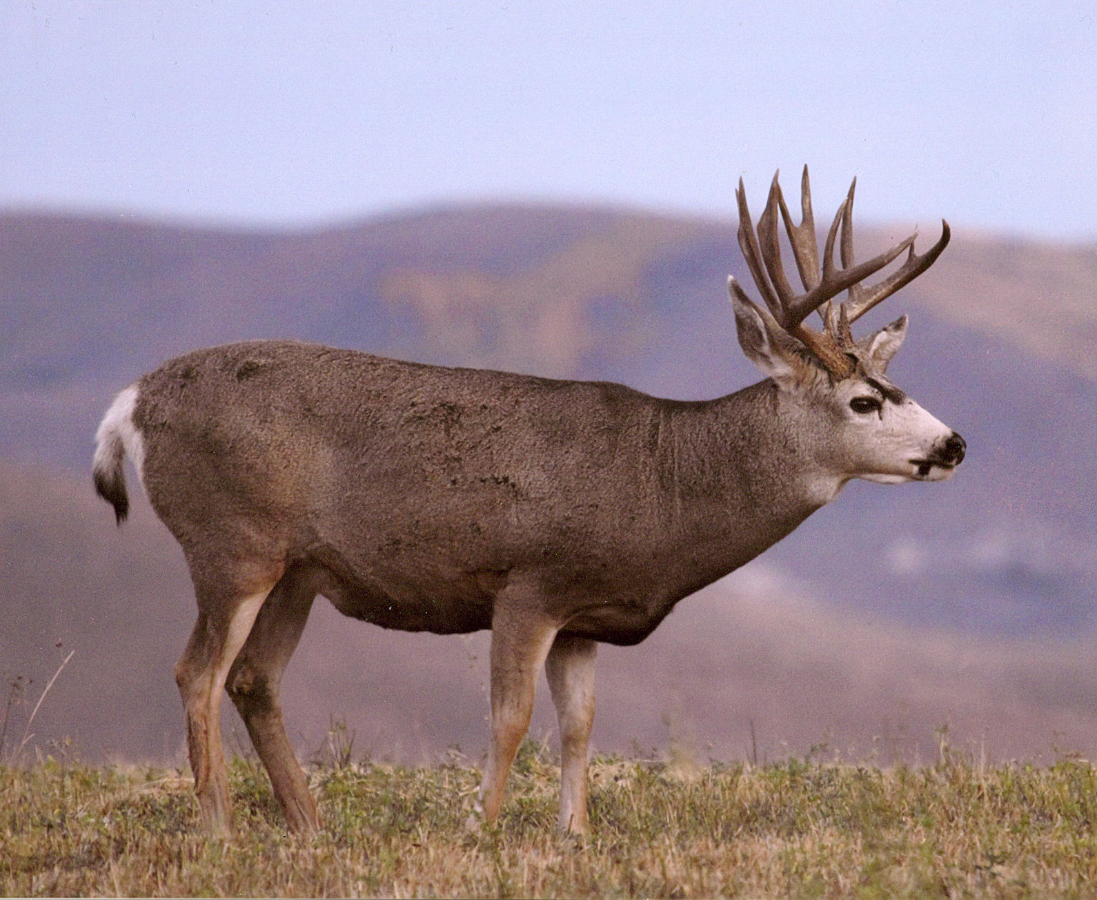 Ungulates